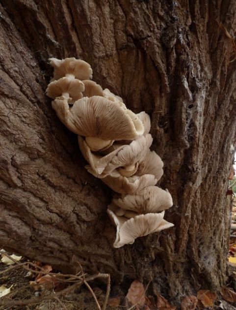 Mature fruit bodies on poplar in Basildon, UK.